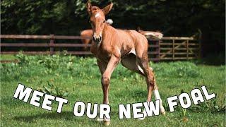 MEET OUR NEW FOAL