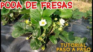  FRESA - Poda Mantenimiento Paso a Paso  Frutilla Freson TUTORIAL 