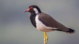 Red-wattled lapwing is an Asian hdhvdd gfjhdh hdgjr