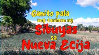 Sibuyas Farm in Nueva Ecija  Napaka Ganda pala #nuevaecija #sibuyas #buhayprobinsya