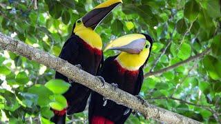 Five Curious Facts About Toucans