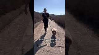 Can’t go back to a regular leash after going hands free