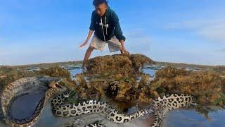 Giant Moray eel hunting - Acak Acak Sarang Belut Moray Raksasa