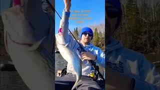 1st striped bass 2023 on the swim bait