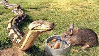 Giant Python Feeds on Rabbit TIME LAPSE