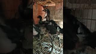 anak ayam umur 1 bulan.. darah yokkere mengalir pada kalian tetap sehat sampai tua nanti #short