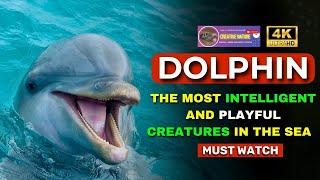 Most Intelligent And Playful Creatures In The Sea  Incredible Dolphin Moments Of Creative Nature
