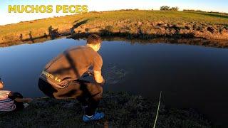 UNA LOCURA LA PESCA EN ESTE LUGAR. Muchos y Diferentes Peces. HERMOSO ARROYO.  Pescando y Conociendo