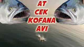 At Çek Kofana Avı - Jig Kaşık ve Su Ustu ile Kofana Avı - Kofana Sürüsü - Fishing for Bluefish