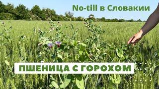 Симбиоз пшеницы с горохом  No-till в Словакии