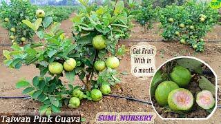 Taiwan Pink Guava Farming Full informationताइवान गुलाबी अमरूदPink Guava Ki khetiCall -8926100200