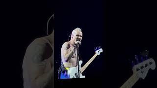 Flea reacts to crowd chanting on JOHN FRUSCIANTE   Rock Werchter 2023