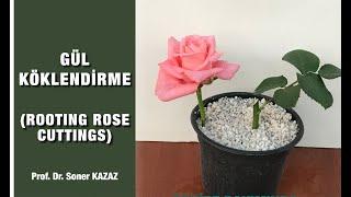 Çiçekli Daldan Gül Köklendirme How To Root Rose Cuttings Gül Çelikleri Nasıl Köklendirilir