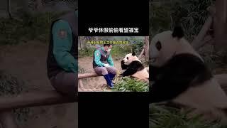 福宝小公主捣蛋的一天5  熊貓日常  國寶熊貓 #panda