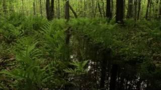 Take 5 The Forest Awakens - Nature Sounds for Stress Relief