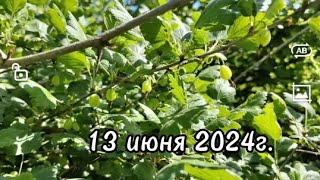 13 июня 2024г.