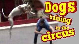 Репетиция в цирке с собаками.Подготовка молодой собакиDog training in the circus .