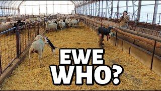 Theres something not right with this ewe.  Vlog 773