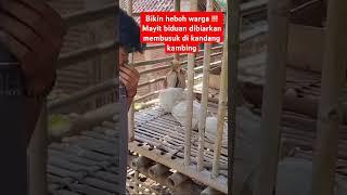 Sumpah merinding liatnyamayit biduan cantik dibiarkan membusuk d kandang kambing