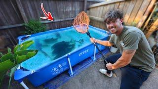 we TRANSFERRED monster fish into the backyard pool… gone sus