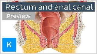 Rectum and anal canal anatomy and function preview - Human Anatomy  Kenhub