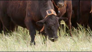 The invisible fenceline  virtual fencing for weed control