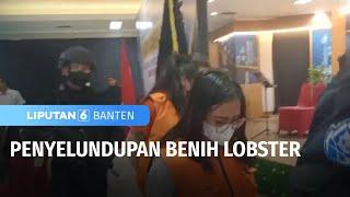 Penyelundupan Benih Lobster Berhasil Digagalkan  Liputan 6 Banten