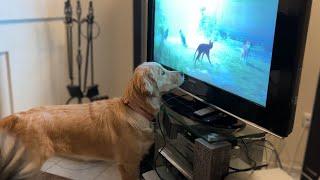 Puppy Is Glued To The Screen When Owner Plays Video Games