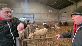 on part chercher un agneau dans la ferme de Belgique