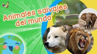 Animales Salvajes para Niños Videos Educativos para Niños