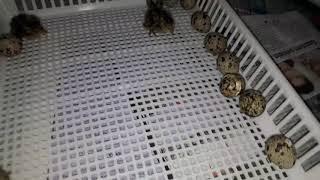 Yeni Doğmuş Bıldırcın Yavruları - New Born Quail Babies