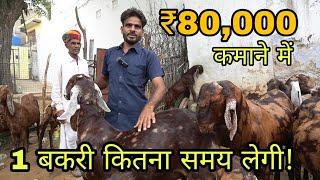 10 बकरियो के बच्चों से कितनी कमाई  10 bakri ke kids se kitni  kamai  sirohi bakri palan rajasthan