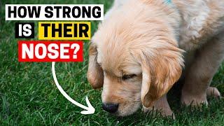 How strong is a Golden Retriever’s Sense of Smell? *SHOCKING*