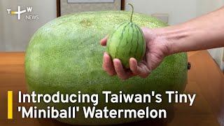 Introducing Taiwans Single-Serve Miniball Watermelon  TaiwanPlus News