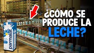 Cómo Se Produce La LECHE? Proceso En Fábrica