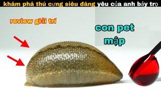 Con thú cưng mập địch đáng yêu của anh bảy  review giải trí đời sống