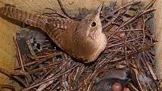 Backyard Wren removed 1 egg