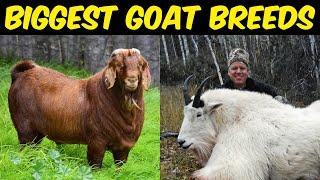 Best Goat Breeds for Meat  Top 10 Biggest Goat Breeds in the world