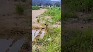 Belgian Malinois Dog Puppy