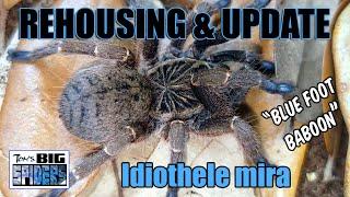 Idiothele mira Blue Foot Baboon Rehouse and Update