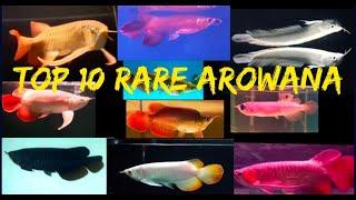 Rare Arowana  龍魚 .  kumpulan arwana special