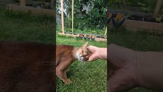 Abyssinian Cat Absolutely Loves Being Petted #cat #abyssiniancat #funnyanimal