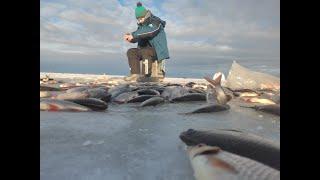 Крупная плотва со льда 2 Рыбалка на Чудском озереMeerapalu. Эстония д. Мерепалу.