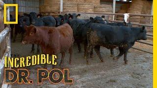 Bloated Bovine Emergency  The Incredible Dr. Pol