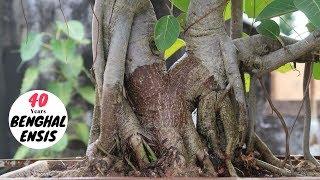 How to Make Banyan Tree Bonsai  Grow Banyan Bonsai