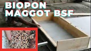 Biopon pembesaran magot BSF