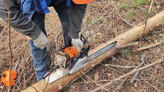 Валка леса Дима пила пила пила  Stihl MS 361