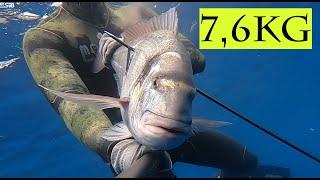 ORATA XXXL 76kg - pesca sub  spearfishing GILTHEAD XXXL