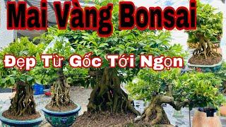 vườn mai vàng bonsai khủng _ mai vàng bonsai quá đẹp - đáng xem