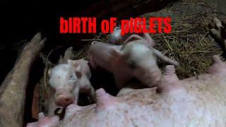 The Birth Of New Piglets - Nipe Adventure - EP 79